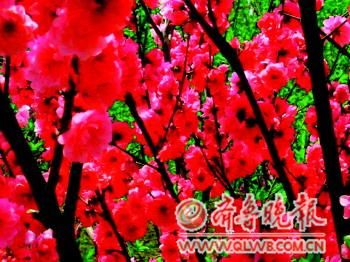 ���Ļ��_�M�@��(�Y��Ƭ)